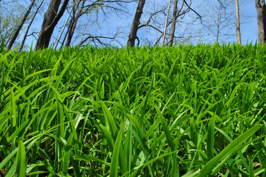 Vibrant green grass field with tall leafless trees under clear blue sky spring nature wallpaper