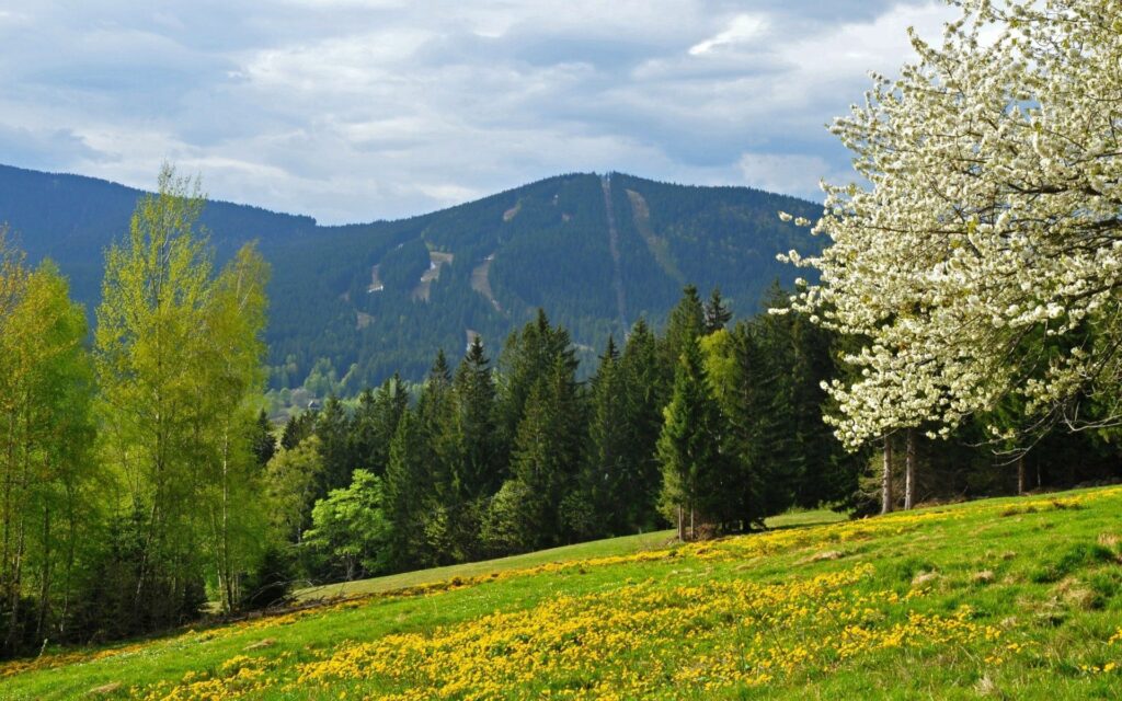 Serene spring landscape with vibrant green grass yellow flowers lush trees and rolling hills Wallpaper