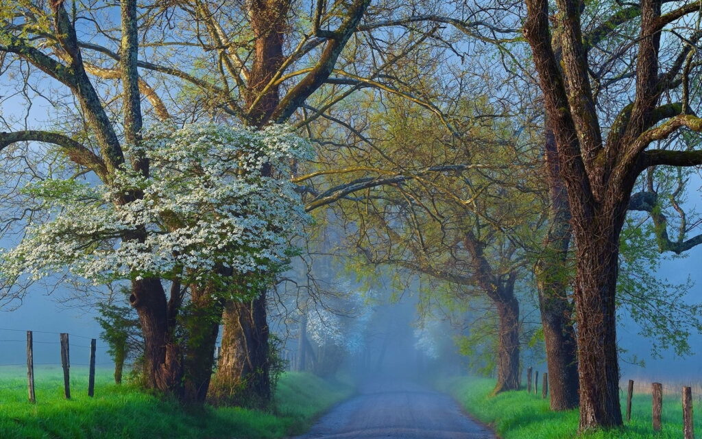 Dawn's Embrace: A Refreshing Spring Journey Through Misty Pathways HD Wallpaper