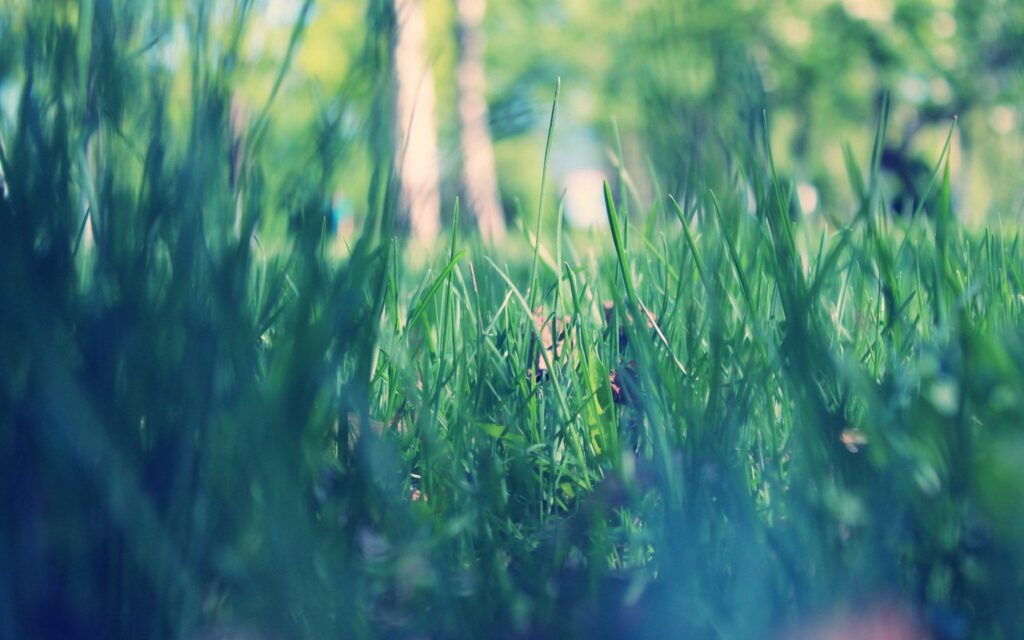 Vibrant Spring Morning Wallpaper: Macro Green Grass in Serene Park