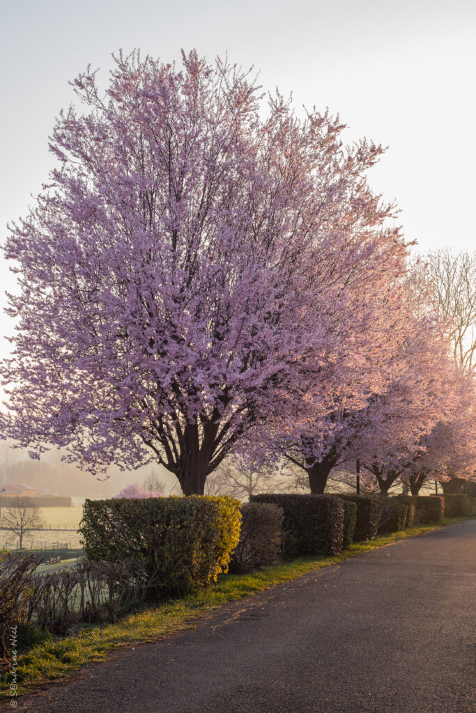 Serene spring wallpaper with pink blooming trees green bushes along quiet sunlit road background