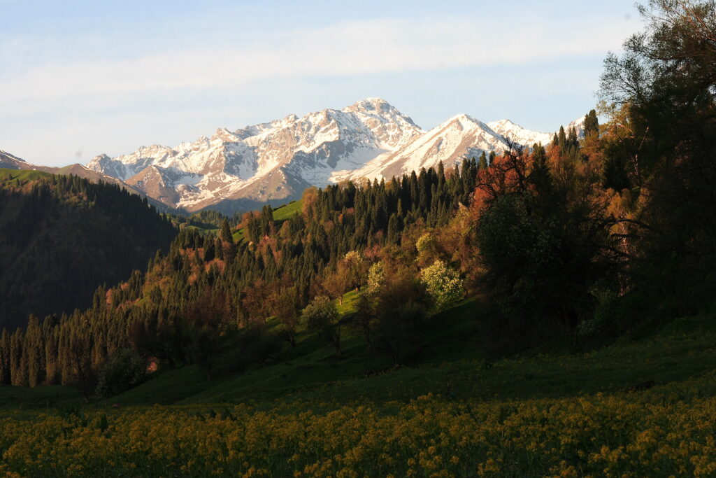 Snow-capped mountains with lush green slopes dense evergreen forests and vibrant spring meadow Wallpaper