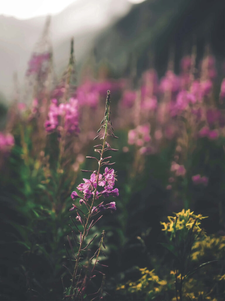 Serene Spring Mountain Wallpaper with Vibrant Wildflowers