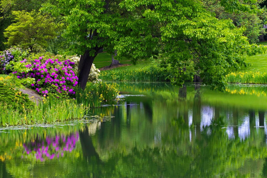 Serene Reflection: A Captivating Spring Park Oasis with Lush Greenery and Tranquil Water Wallpaper