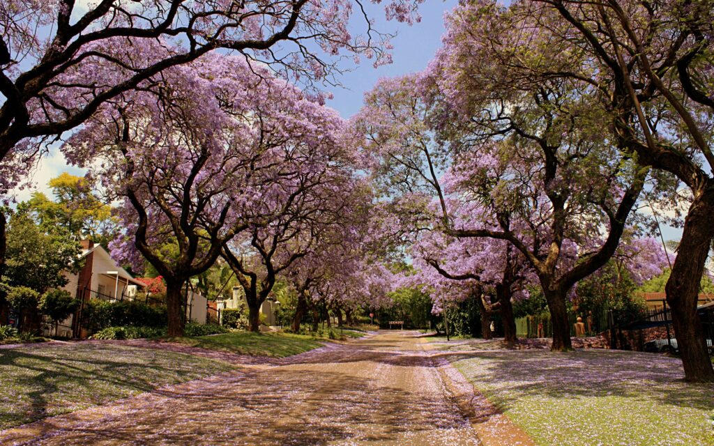 Spring park wallpaper with tall trees blooming purple flowers and petals on sunlit path