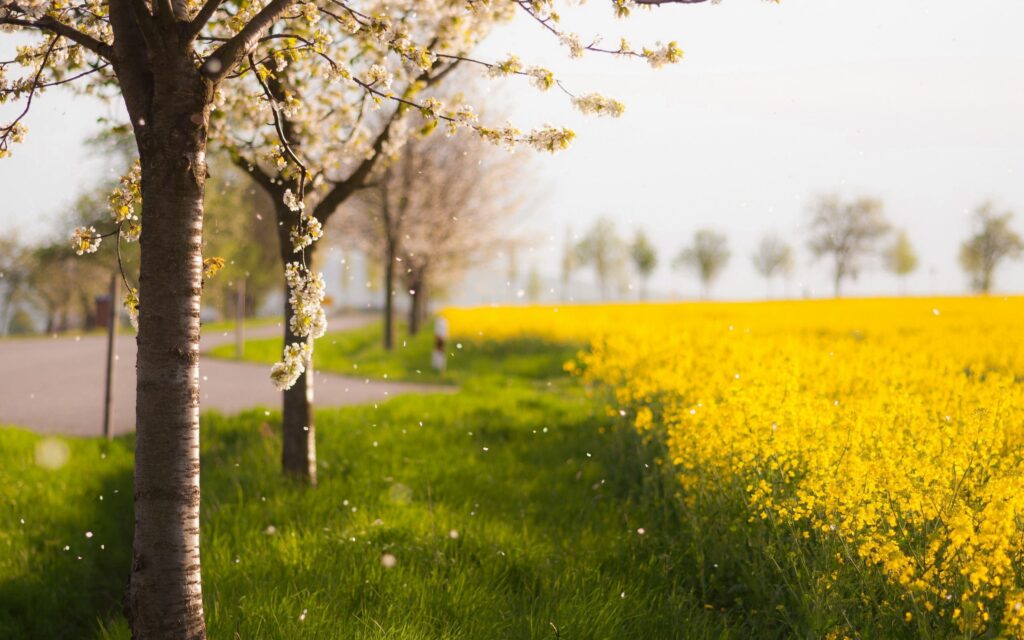 Spring pathway with blooming white trees and vibrant yellow field under soft sunlight wallpaper