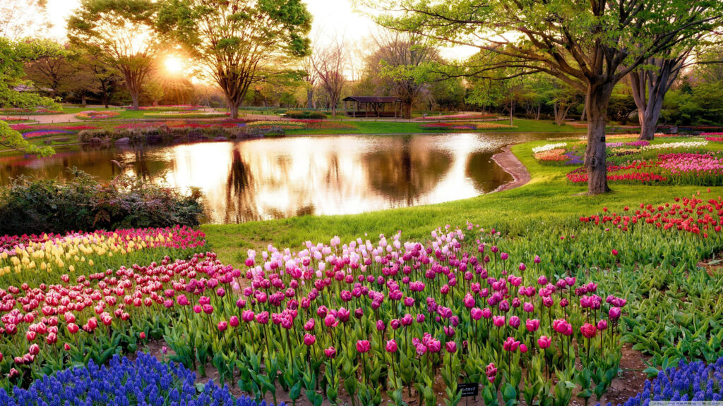 Serene Spring Pond 4K Wallpaper: Colorful Blooms & Tranquil Sunset