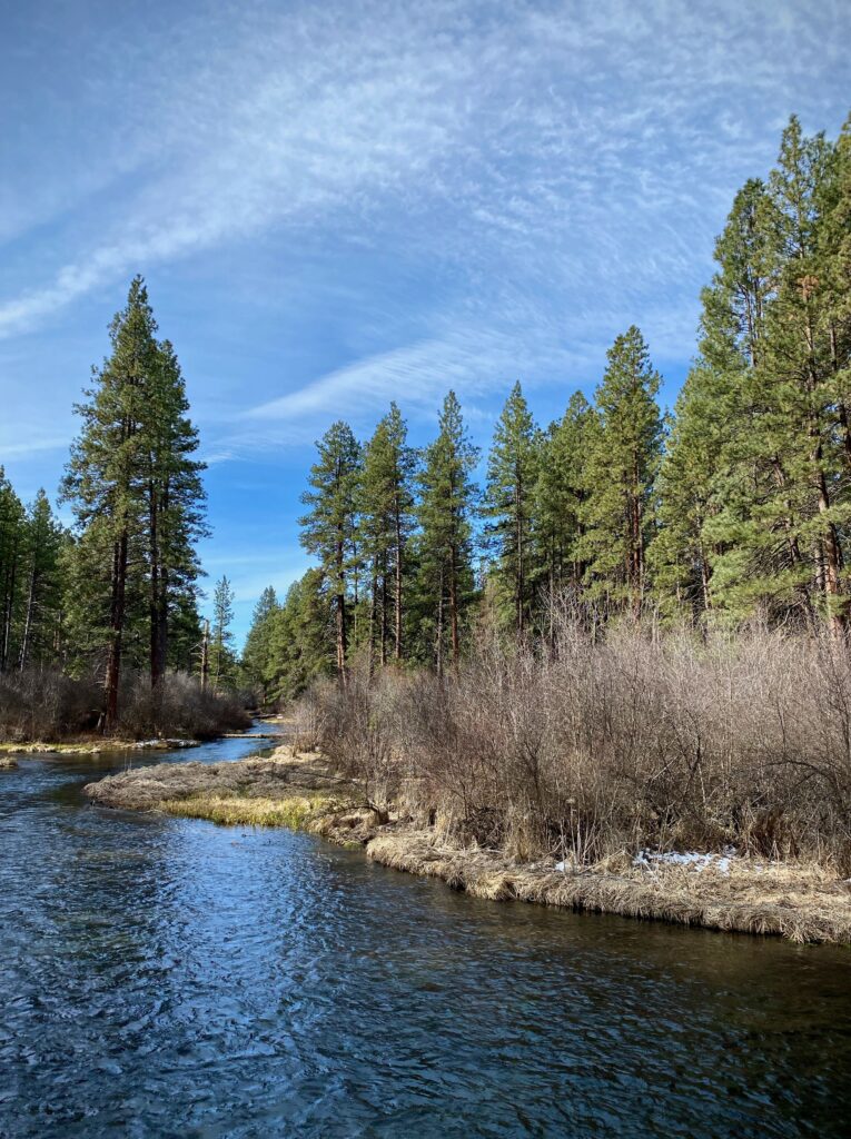 Serene spring river winding by pine trees and dense bushes under bright blue sky wallpaper