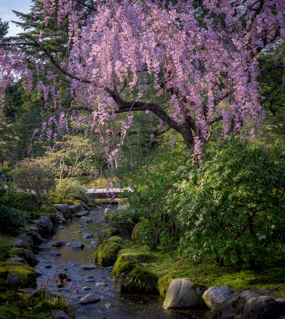 Serene spring sakura trees with pink blossoms over river smooth stones lush green foliage wallpaper