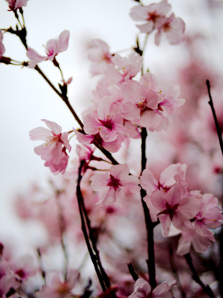 Tranquil Sakura Blossom Wallpaper: Serene Springtime Background