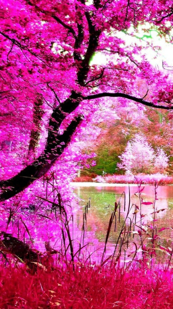 Overflowing River of Rosy Cherry Blossoms Embellishes this Exquisite Mobile Wallpaper