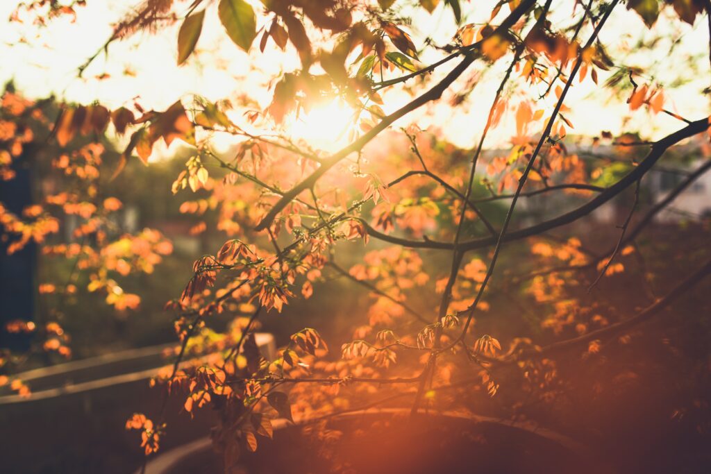 Sunlit spring branches with fresh green leaves creating a calm peaceful nature wallpaper background