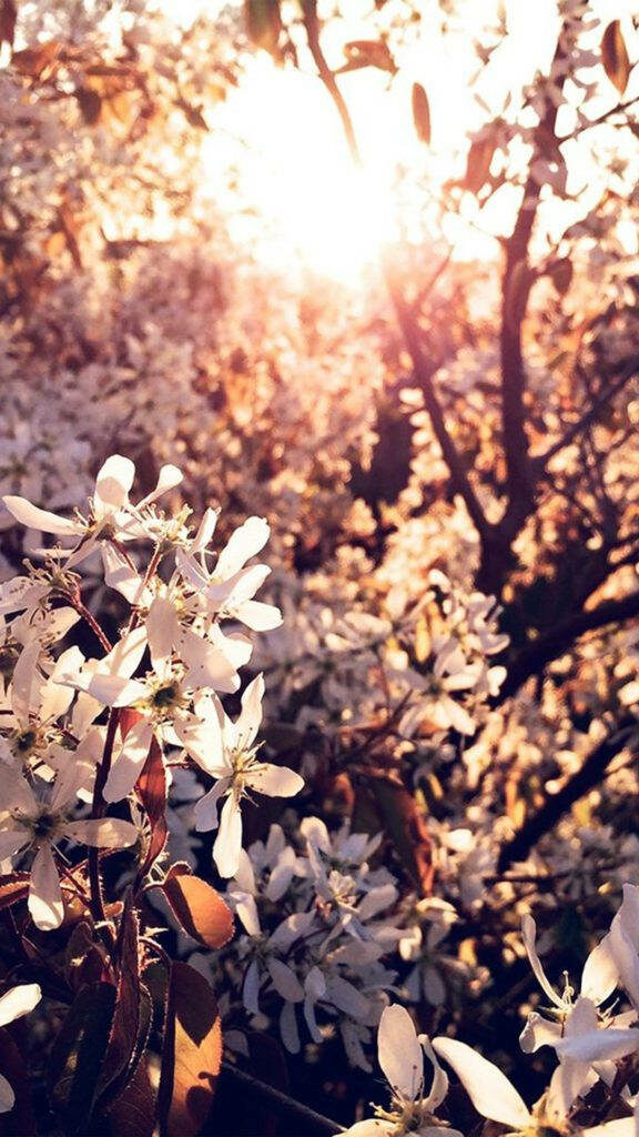 Serene Spring Sunrise Wallpaper: Tranquil Blossom Background for iPhone