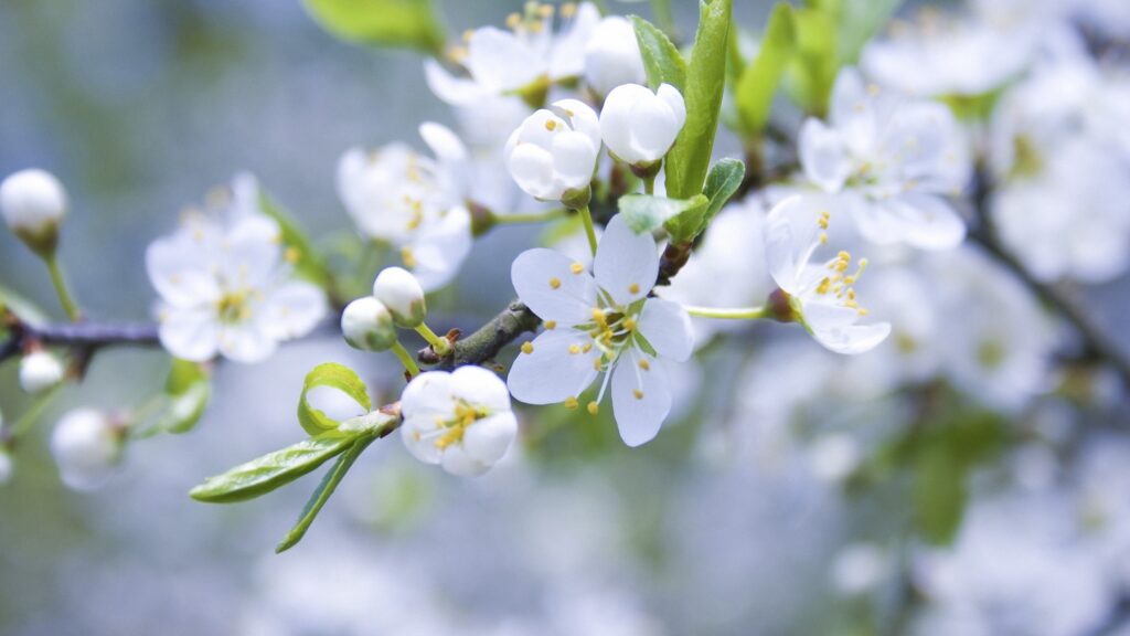 Serene Spring Wallpaper: Apple Tree Branch with White Blossoms