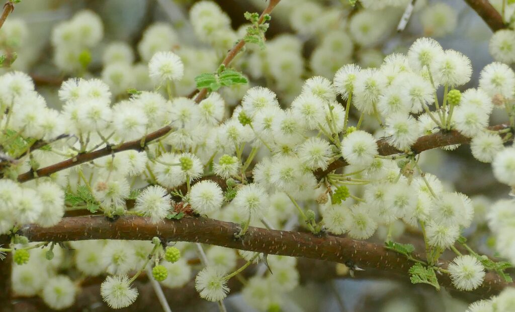 Serene Spring Wallpaper: Fluffy White Flowers Blooming Background