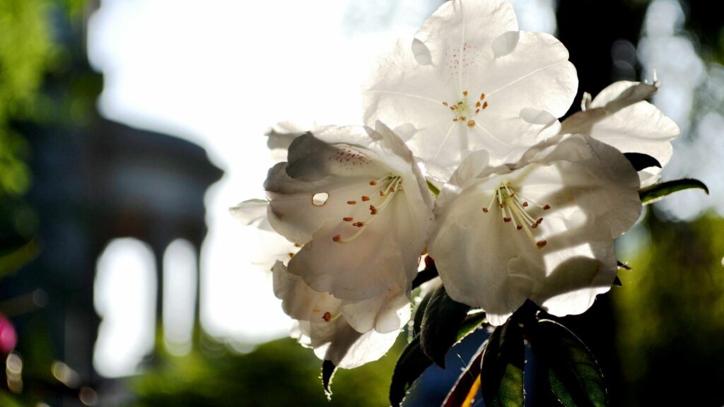 Serene White Flower Wallpaper: Soft Sunlight & Springtime Ambiance