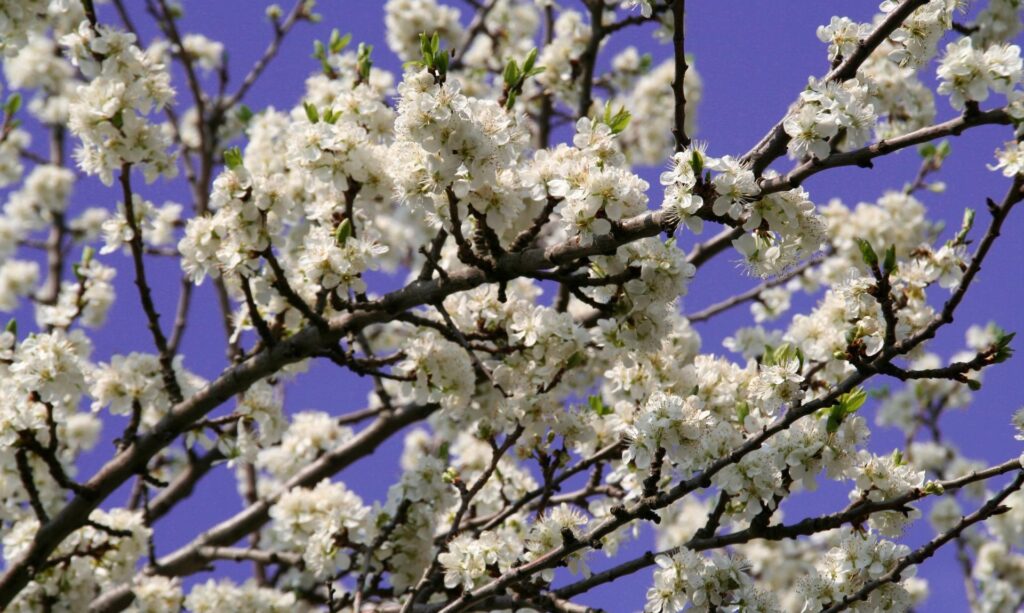 Serene Spring Blossoms: Calming Evening Sky Wallpaper Background
