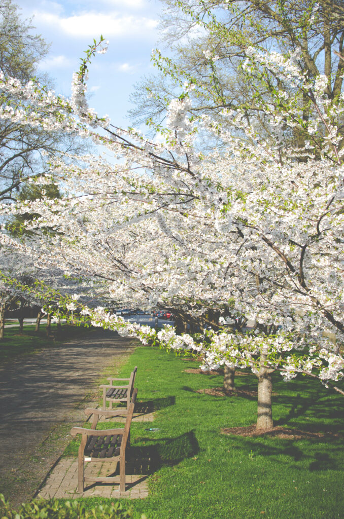 Serene Spring Cherry Blossom Wallpaper: Tranquil Path & Blue Sky