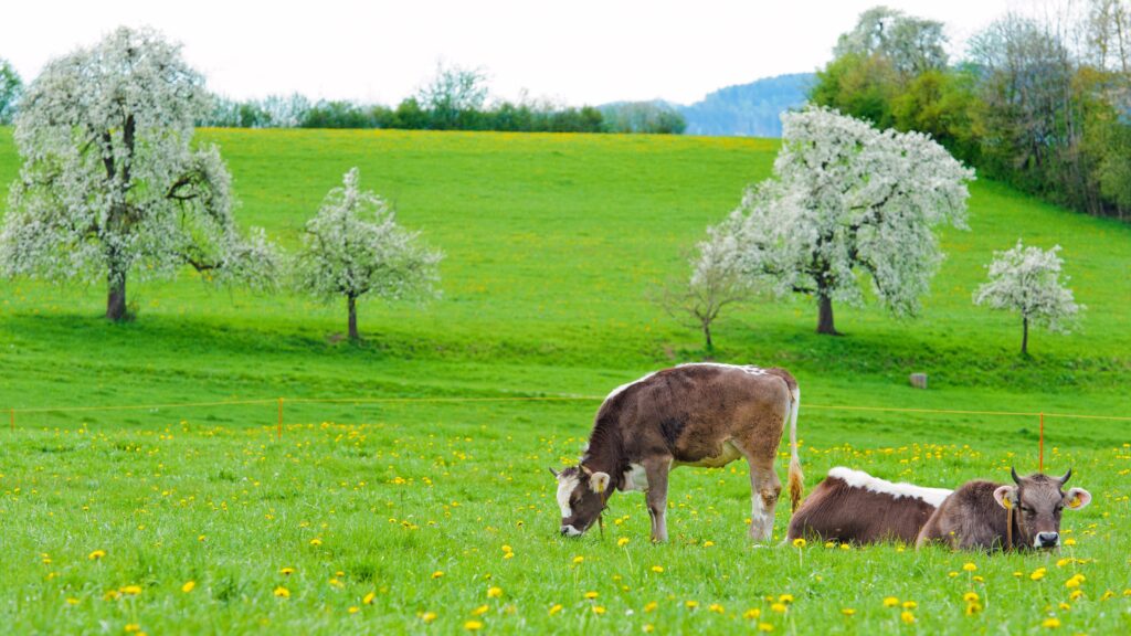 Serene Spring Landscape: Cows Grazing on Lush Green Wallpaper