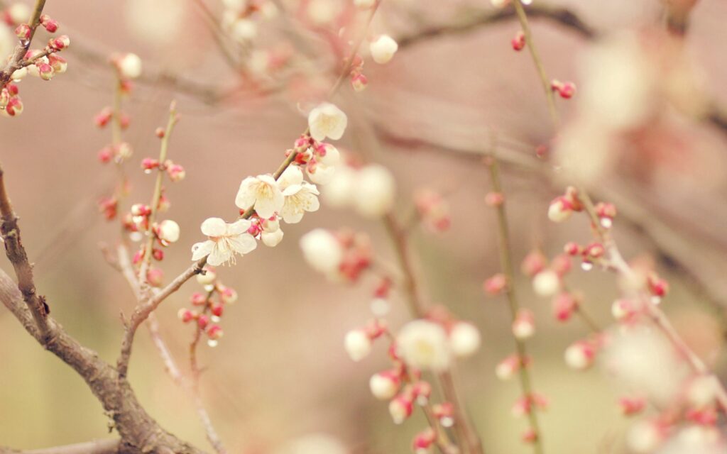 Serene Spring Wallpaper: Soft White Blossoms & Pink Flowers