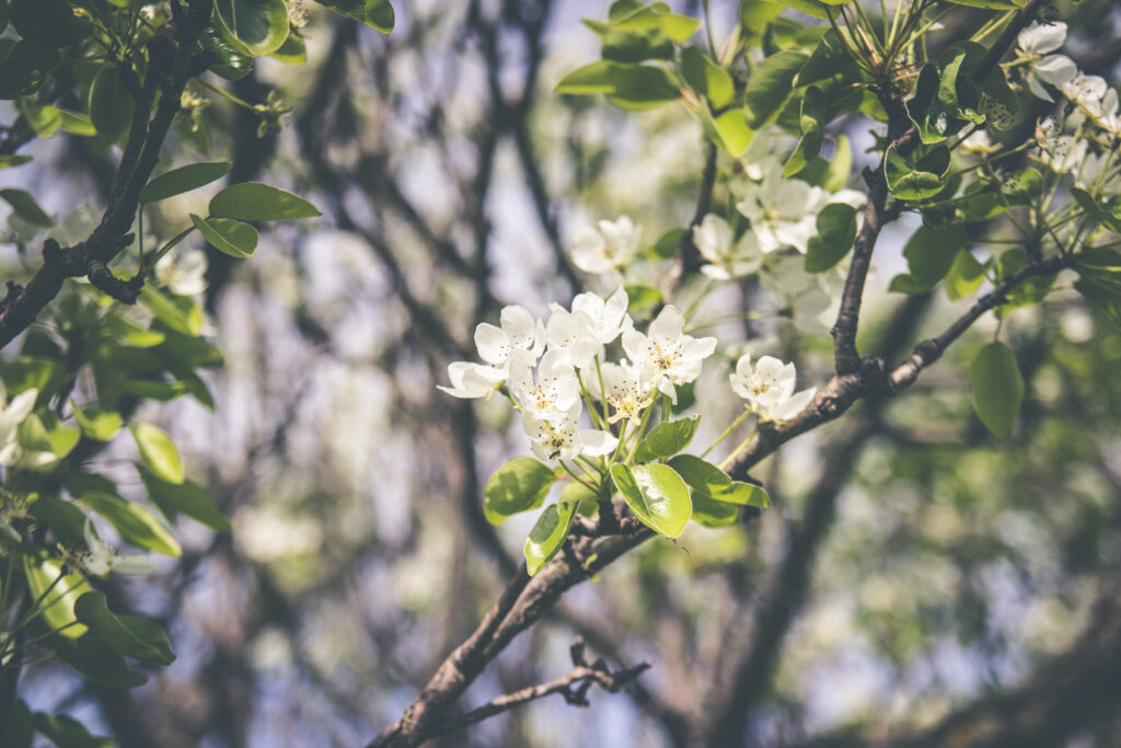 Serene Spring Wallpaper: Delicate Blossoms & Soft Green Background