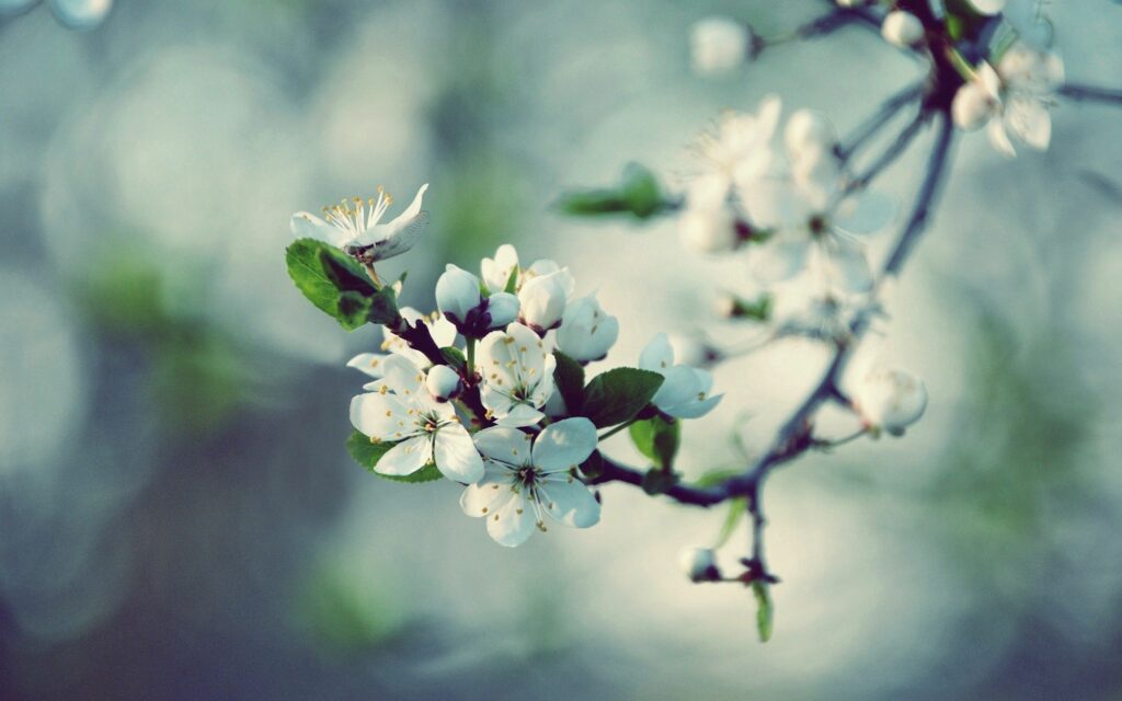 Spring Serenity: Delicate Branch with Blooming White Flowers Wallpaper