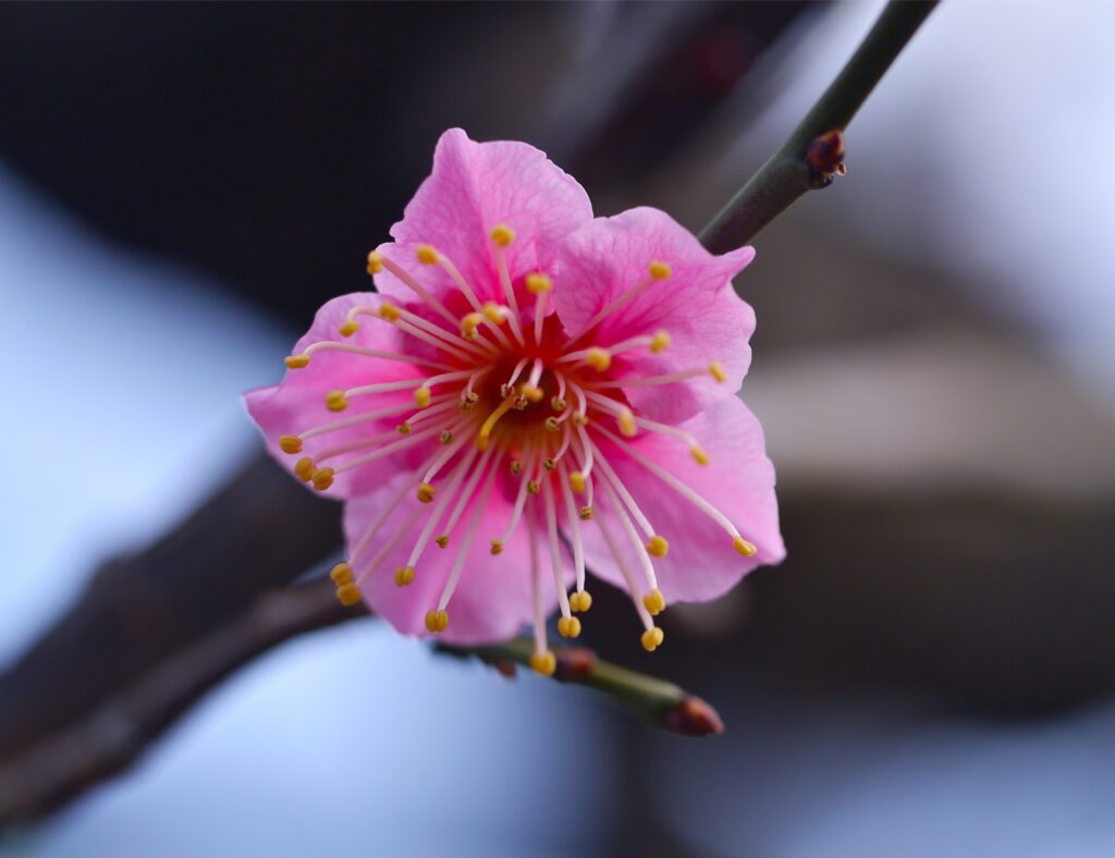 Serene Spring Wallpaper: Delicate Pink Flower on Dark Branch