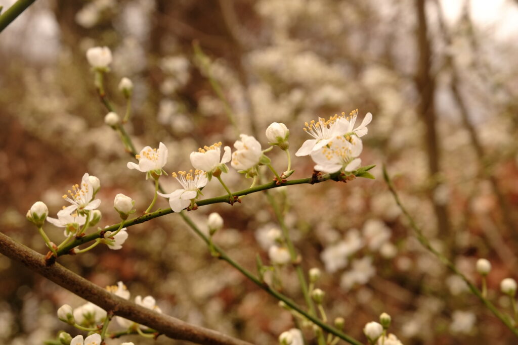 Serene Spring Scene: Delicate Plum Blossoms in Bloom Wallpaper