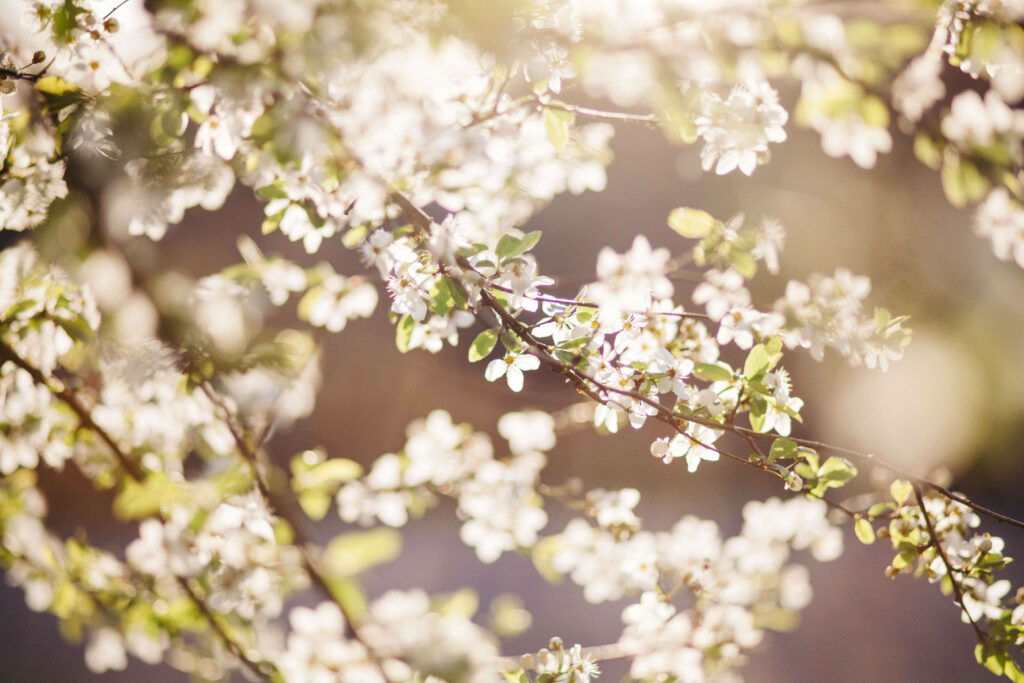Serene White Blossom Wallpaper: Soft Golden Light Background