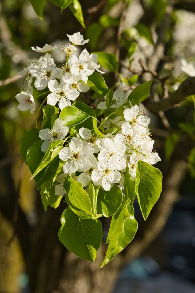 Close-Up of White Flowers & Green Leaves: Serene Spring Wallpaper