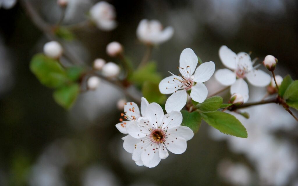 Serene Spring Wallpaper: Delicate White Flowers & Fresh Green Leaves