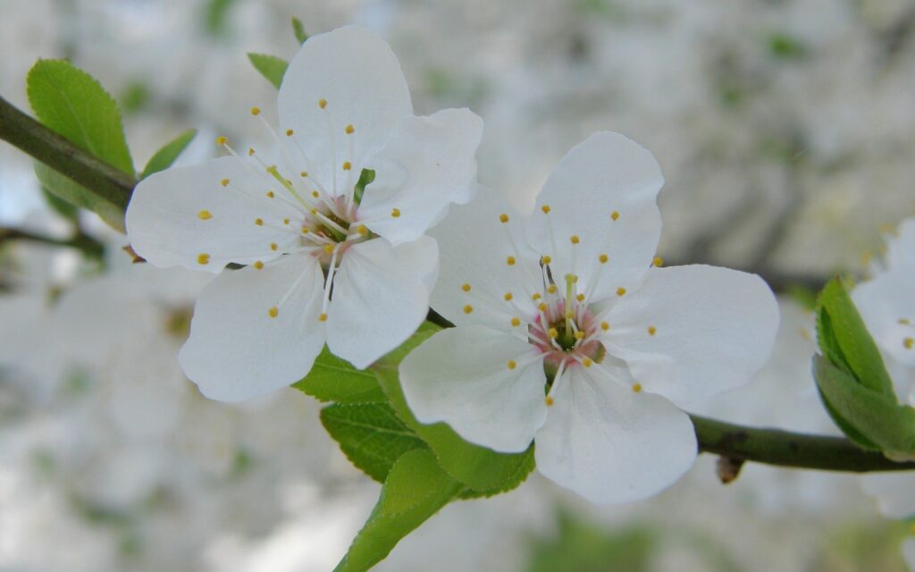 Delicate White Flowers Wallpaper - Serene Spring Background