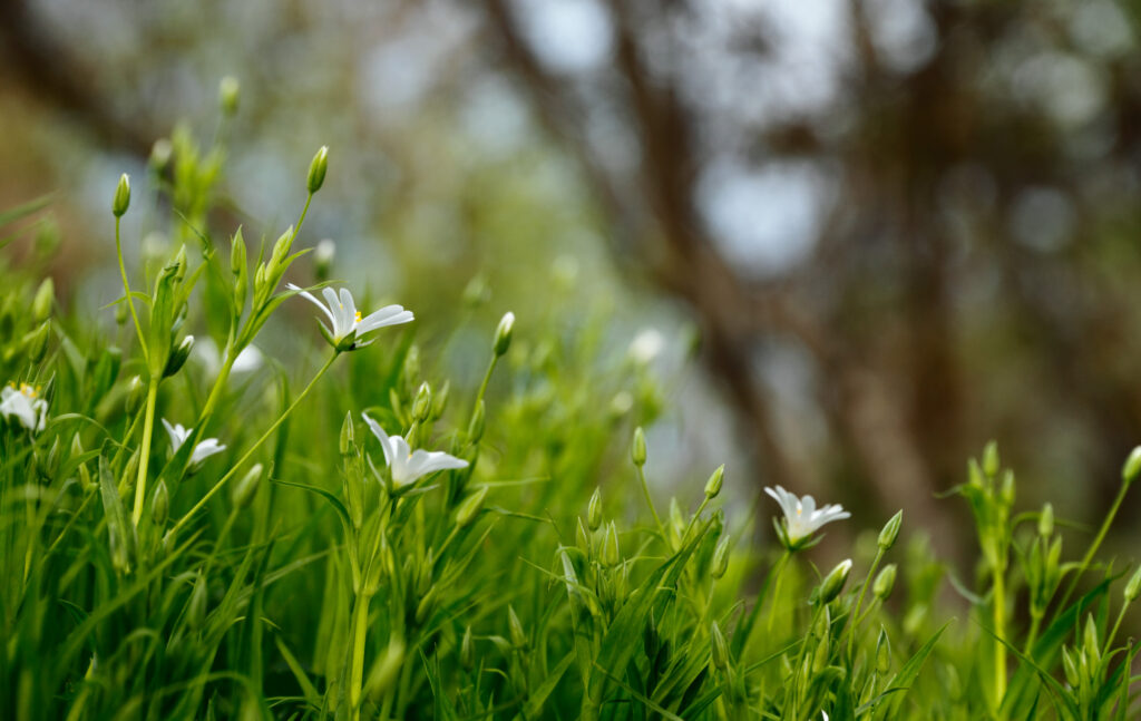 Serene Spring Wallpaper: Delicate White Flowers in Green Grass