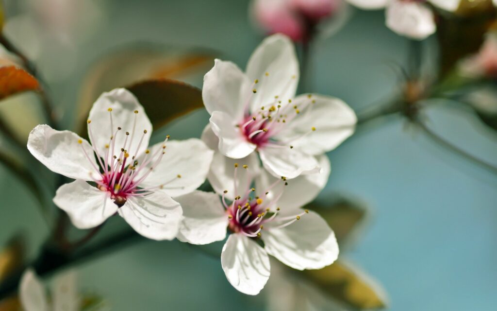 Serene Spring Wallpaper: Delicate White Flowers & Pastel Beauty