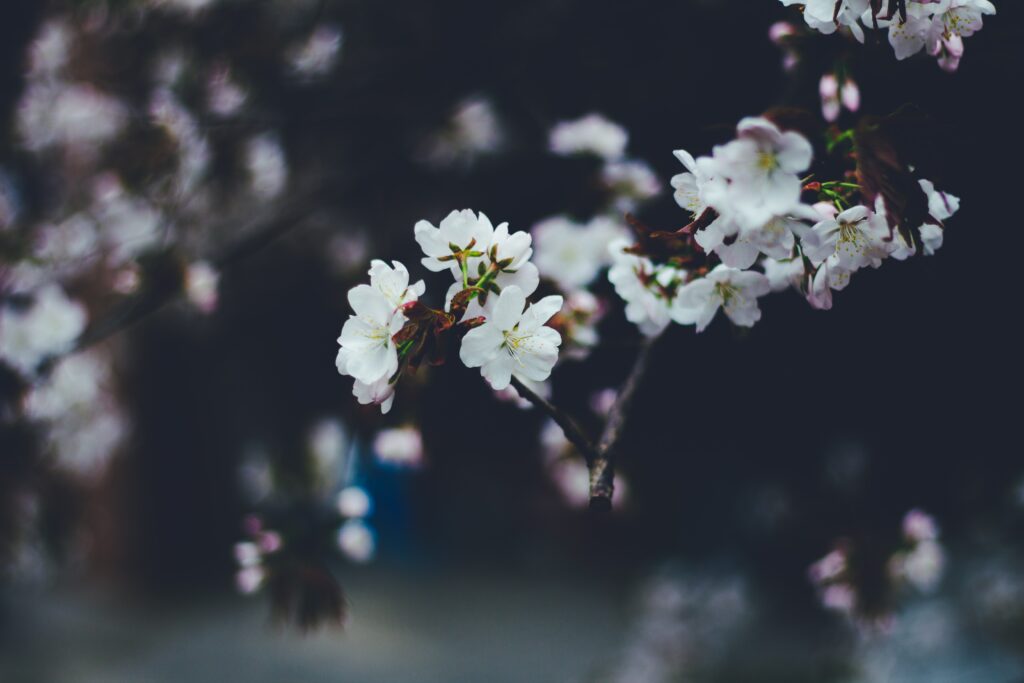 Serene White Flower Wallpaper: Softly Blurred Spring Background