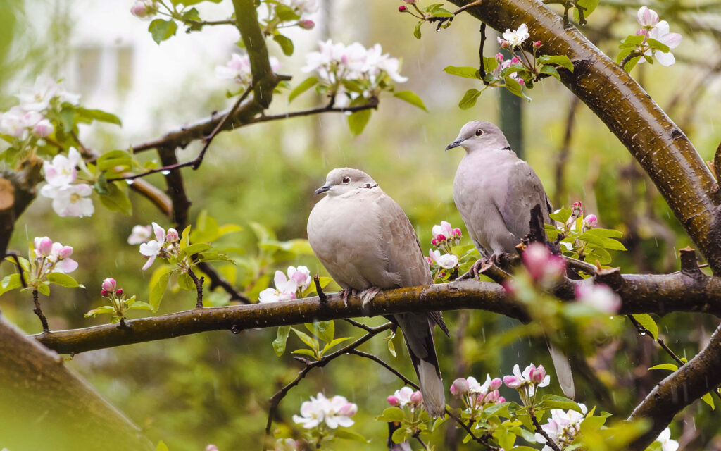 Serene Spring Wallpaper: Doves on a Blooming Tree Branch