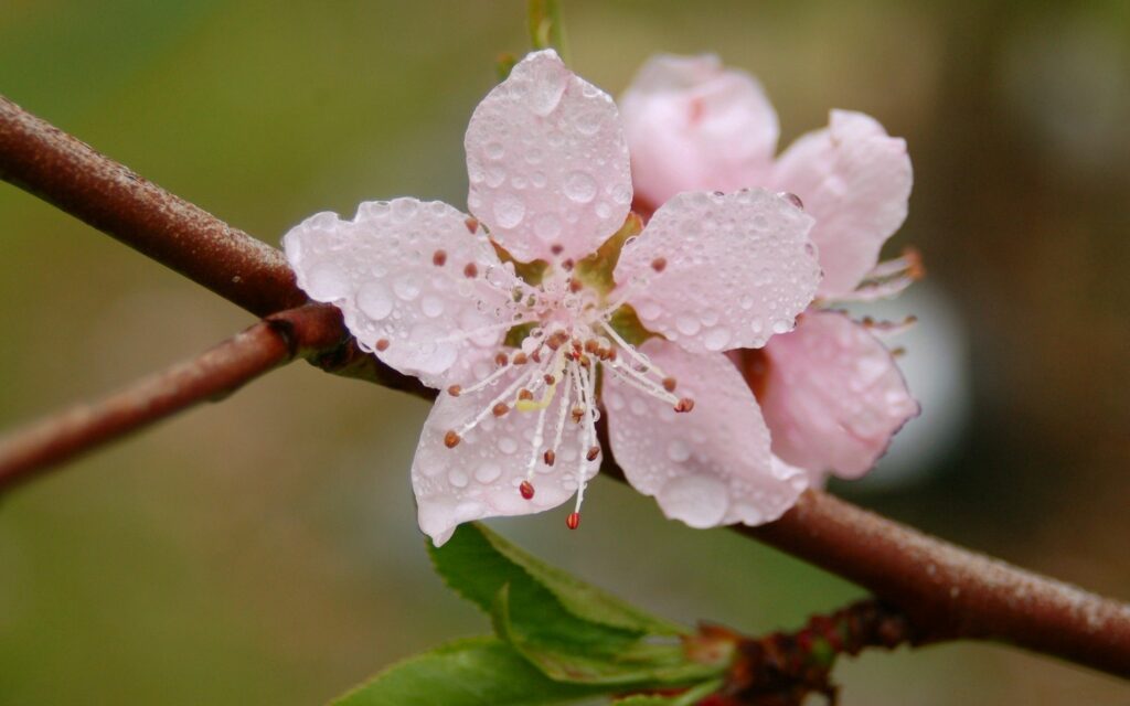 Serene Spring Wallpaper: Pink Blossom with Water Droplets Background