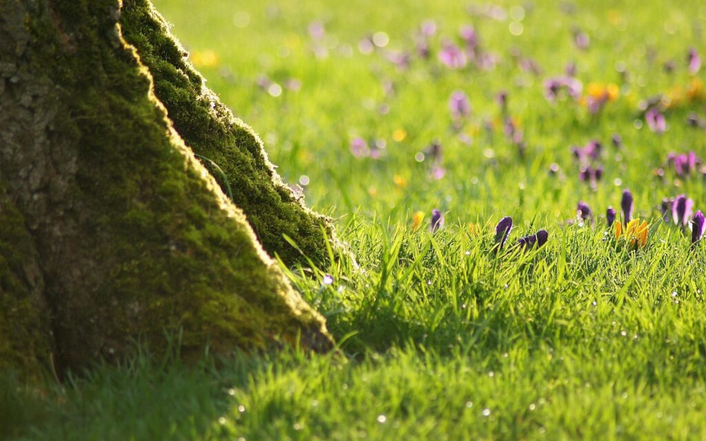 Realistic wallpaper of vibrant green grass wildflowers and mossy tree trunk in soft sunlight