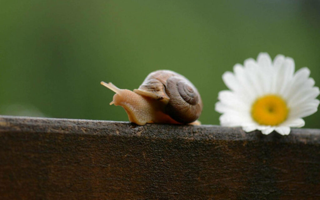 Serene Snail and Daisy Wallpaper: Springtime Nature Background