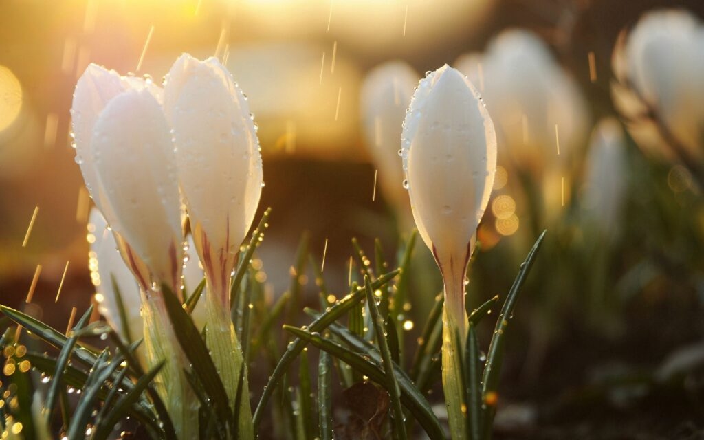 Serene Spring Wallpaper: Snowdrops with Sunlit Water Droplets