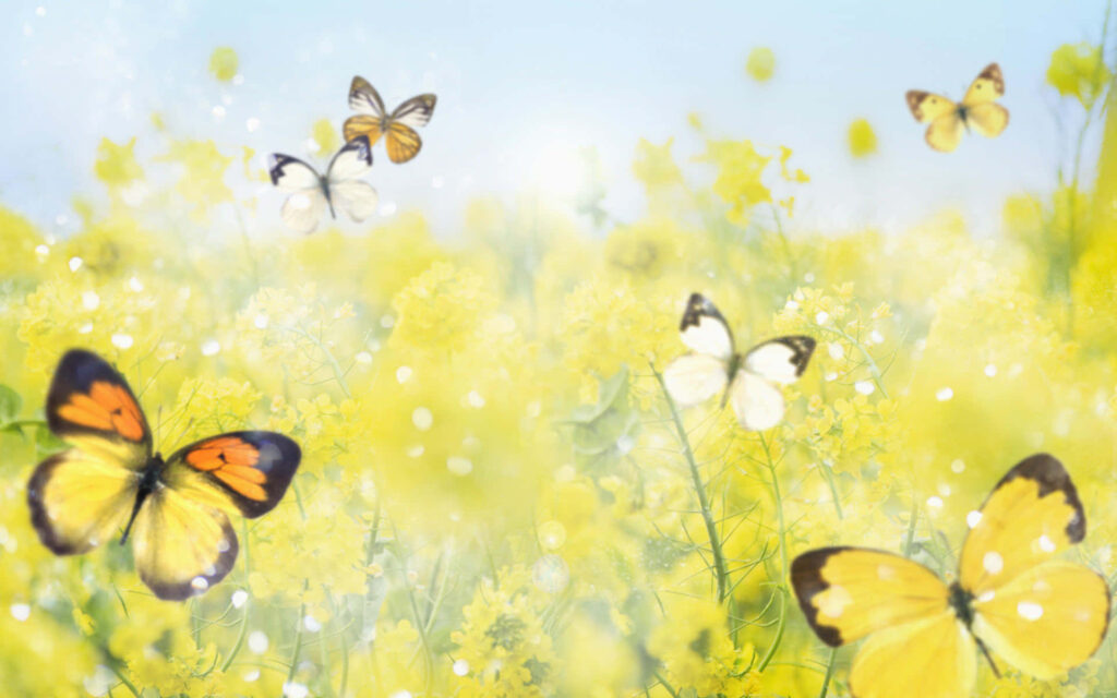 Charming Spring Wallpaper: Butterflies Over Yellow Flowers