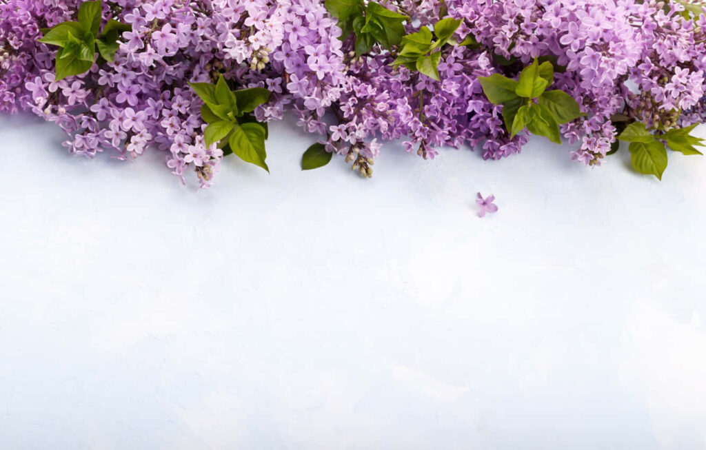 Serene Spring Wallpaper: Vibrant Green Leaves & Purple Lilacs