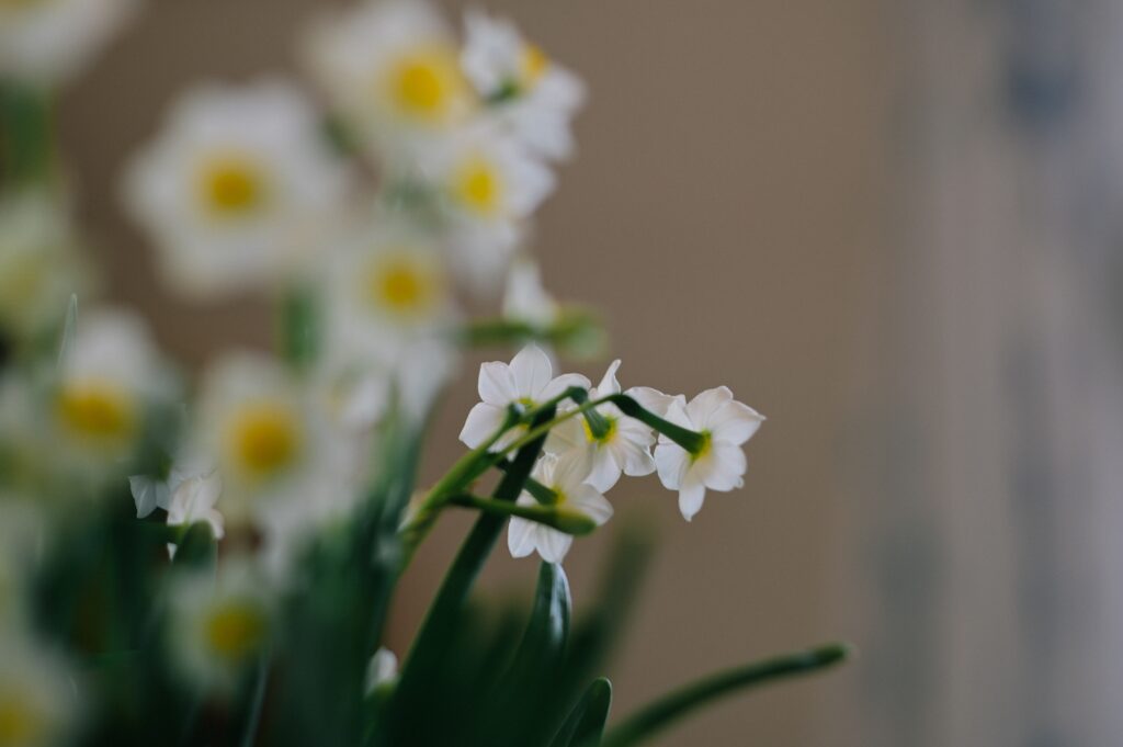 Serene Spring Wallpaper: White Daffodils in Bloom - Soft Background