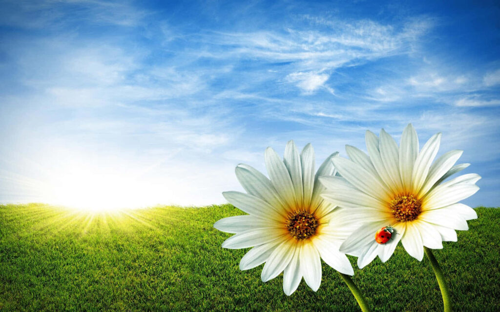 Serene Leucanthemum Flowers in a Bright Spring Landscape Wallpaper