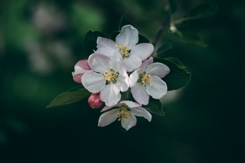 Delicate White & Pink Blooming Flower Wallpaper Background - Spring Vibes