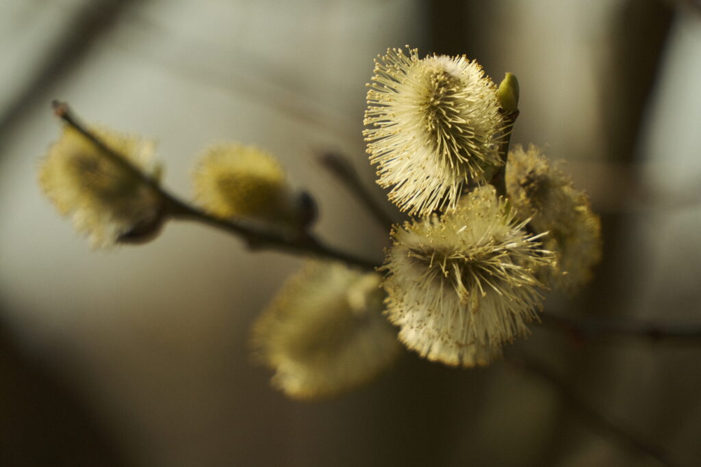 Spring-Inspired Willow Branch Wallpaper with Fluffy Buds