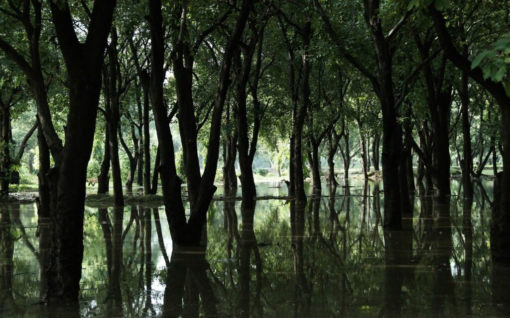 Serene spring woodland with tall trees reflected in still bog waters lush green tranquil wallpaper