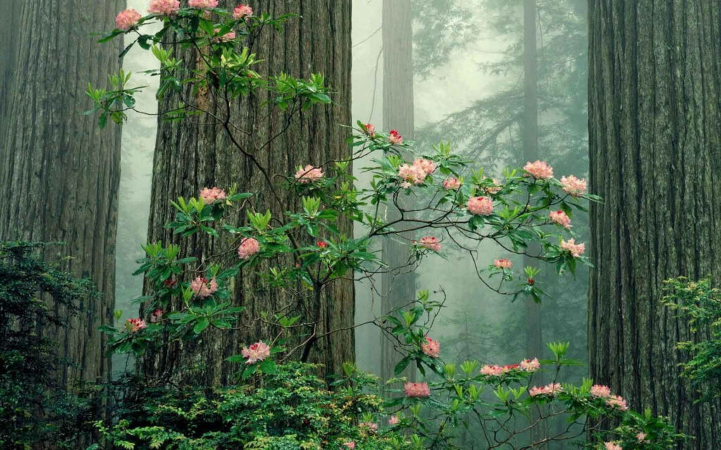 Serene Woodland Wallpaper: Lush Greens & Pink Blossoms in Fog