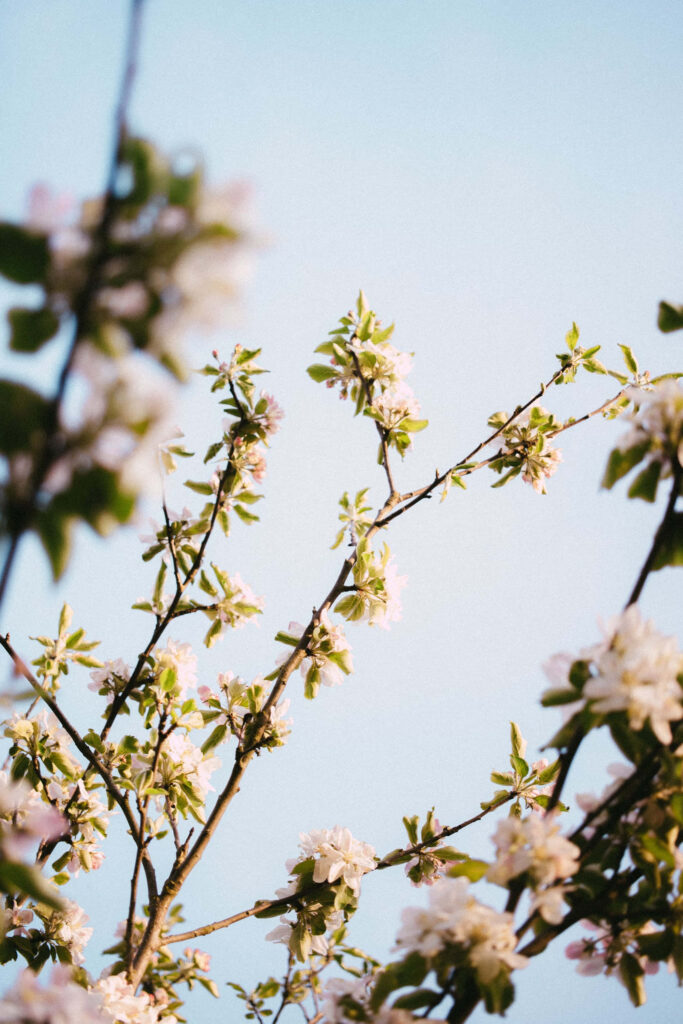 Springtime Blossoms Wallpaper: Serene Blue Sky Background