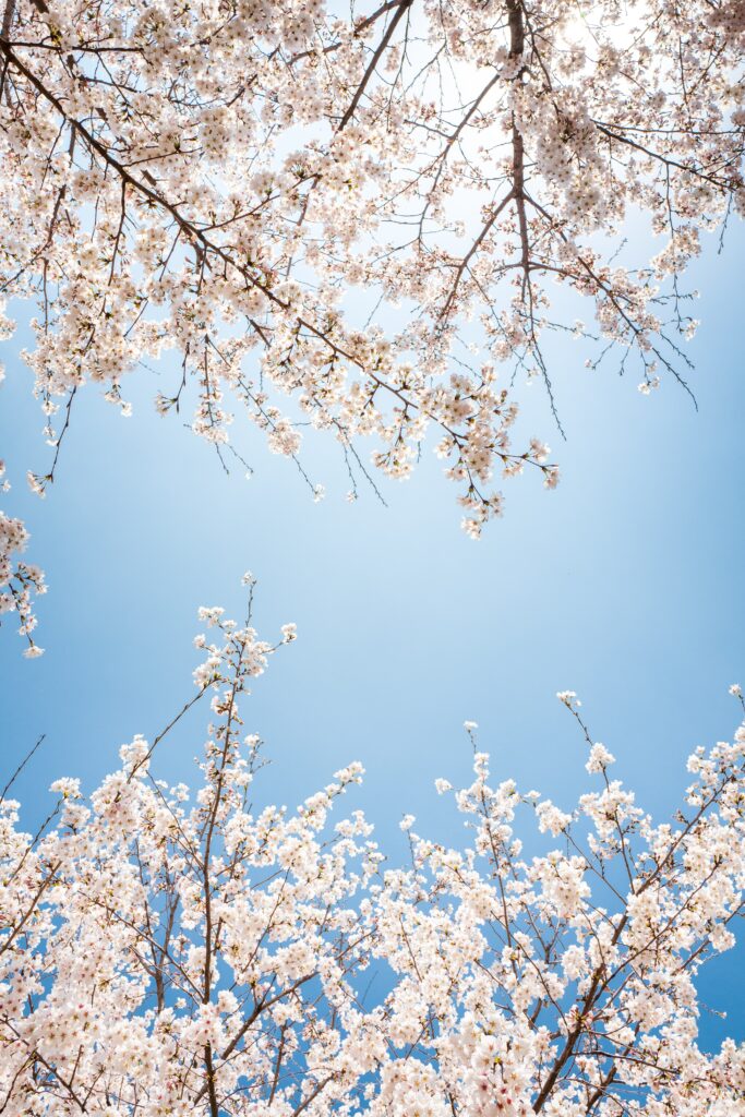 Serene Spring Wallpaper: Blossoming Branches & Clear Blue Sky